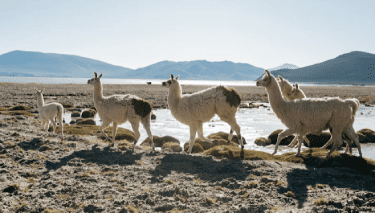 Alpaca-dekbed-2