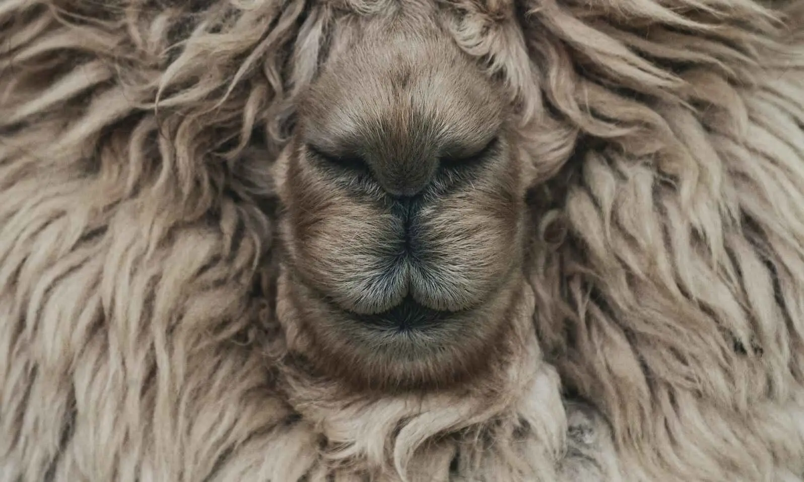 Dekbed wol