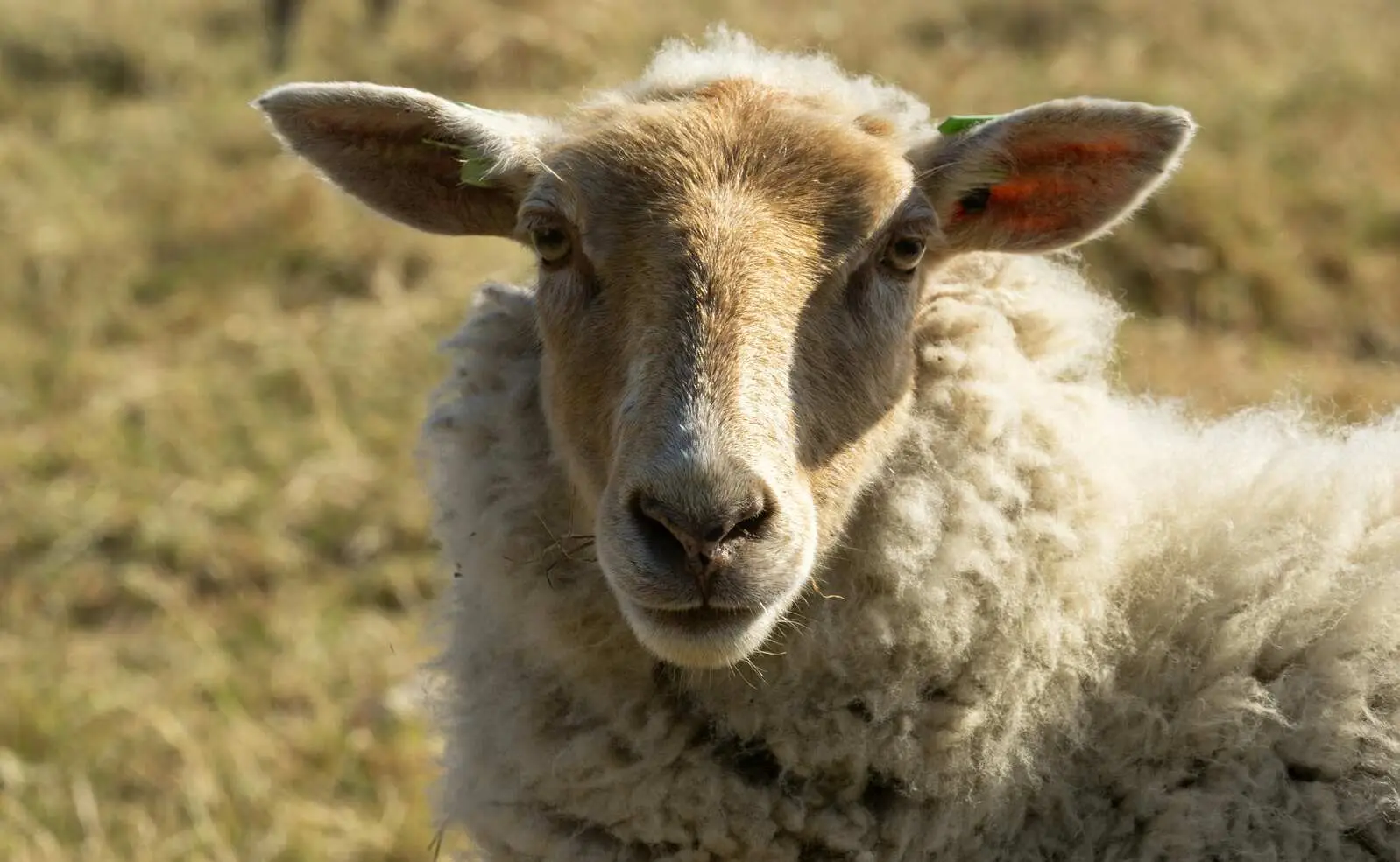 Texels wol schaap