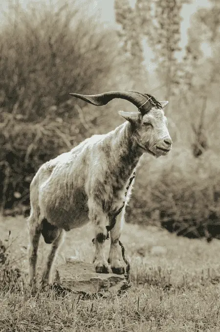 Kasjmir schaap